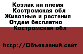 Козлик на племя - Костромская обл. Животные и растения » Отдам бесплатно   . Костромская обл.